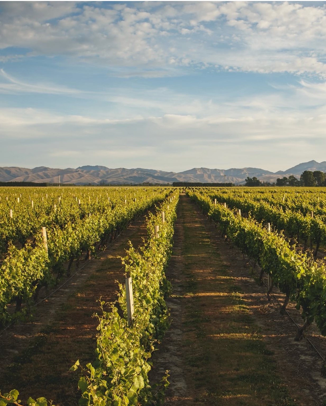 Vineyard rows beneath the Marlborough hills
